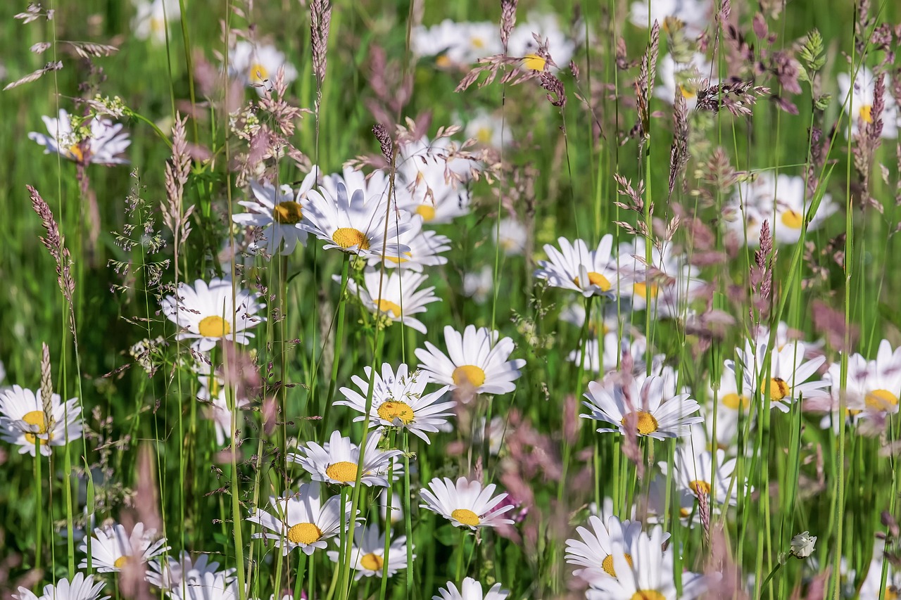 Best Plants for Water Conservation Gardening